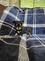 Tito, a male Chihuahua for sale in Pilot Mountain, NC – 3 of 3