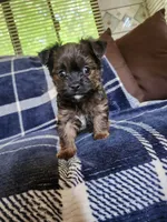 Bean, a male Yorkipoo and Poodle - Toy  for sale in Pilot Mountain, NC – 1 of 6