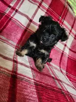 Dixie, a female Yorkipoo and Poodle - Toy  for sale in Pilot Mountain, NC – 5 of 7