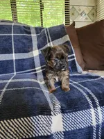 Bean, a male Yorkipoo and Poodle - Toy  for sale in Pilot Mountain, NC – 5 of 6