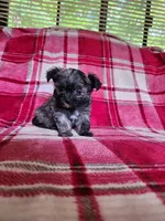 Darla, a female Yorkipoo and Poodle - Toy  for sale in Pilot Mountain, NC – 2 of 5