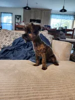 Bean, a male Yorkshire Terrier and Poodle - Toy  for sale in Pilot Mountain, NC – 4 of 5