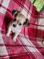 Minnie, a female Chihuahua for sale in Pilot Mountain, NC – 2 of 3