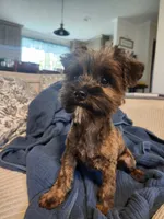 Bean, a male Yorkshire Terrier and Poodle - Toy  for sale in Pilot Mountain, NC – 2 of 5