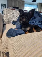 Darla, a female Yorkshire Terrier and Poodle - Toy  for sale in Pilot Mountain, NC – 3 of 5