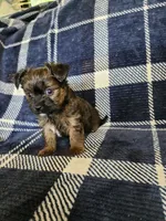 Bean, a male Yorkipoo and Poodle - Toy  for sale in Pilot Mountain, NC – 3 of 6