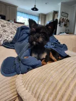 Darla, a female Yorkshire Terrier and Poodle - Toy  for sale in Pilot Mountain, NC – 5 of 5