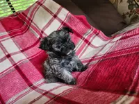 Darla, a female Yorkipoo and Poodle - Toy  for sale in Pilot Mountain, NC – 3 of 5