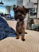 Bean, a male Yorkshire Terrier and Poodle - Toy  for sale in Pilot Mountain, NC – 5 of 5