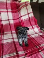 Darla, a female Yorkipoo and Poodle - Toy  for sale in Pilot Mountain, NC – 5 of 5