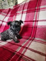 Darla, a female Yorkipoo and Poodle - Toy  for sale in Pilot Mountain, NC – 4 of 5