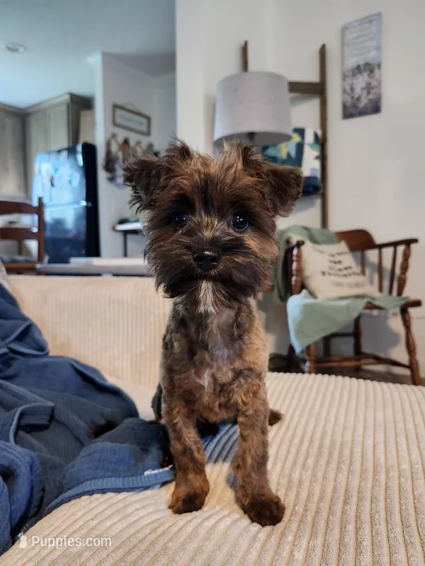Bean – Yorkshire Terrier, Poodle - Toy  puppy for sale in Pilot Mountain, NC