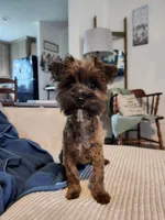 Bean, a male Yorkshire Terrier and Poodle - Toy  for sale in Pilot Mountain, NC – 1 of 5