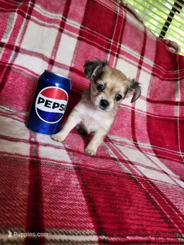 Minnie – Chihuahua puppy for sale in Pilot Mountain, NC
