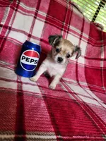 Minnie, a female Chihuahua for sale in Pilot Mountain, NC – 1 of 3