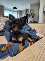 Darla, a female Yorkshire Terrier and Poodle - Toy  for sale in Pilot Mountain, NC – 4 of 5