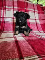 Dixie, a female Yorkipoo and Poodle - Toy  for sale in Pilot Mountain, NC – 7 of 7