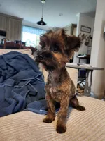 Bean, a male Yorkshire Terrier and Poodle - Toy  for sale in Pilot Mountain, NC – 3 of 5