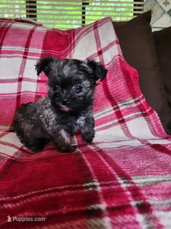 Darla – Yorkipoo, Poodle - Toy  puppy for sale in Pilot Mountain, NC