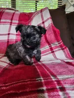 Darla, a female Yorkipoo and Poodle - Toy  for sale in Pilot Mountain, NC – 1 of 5
