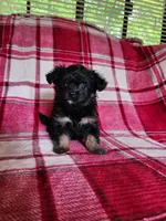 Dixie, a female Yorkipoo and Poodle - Toy  for sale in Pilot Mountain, NC – 3 of 7
