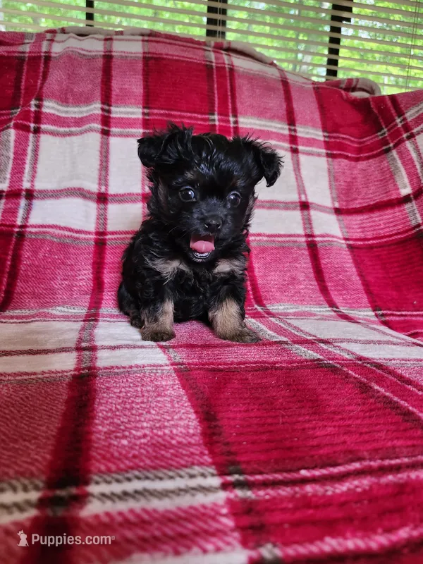 Dixie – Yorkipoo, Poodle - Toy  puppy for sale in Pilot Mountain, NC