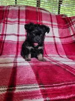 Dixie, a female Yorkipoo and Poodle - Toy  for sale in Pilot Mountain, NC – 1 of 7