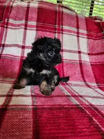 Dixie, a female Yorkipoo and Poodle - Toy  for sale in Pilot Mountain, NC – 6 of 7