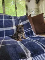 Bean, a male Yorkipoo and Poodle - Toy  for sale in Pilot Mountain, NC – 4 of 6