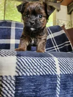 Bean, a male Yorkipoo and Poodle - Toy  for sale in Pilot Mountain, NC – 2 of 6