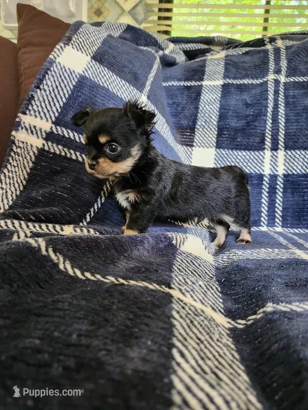 Tito – Chihuahua puppy for sale in Pilot Mountain, NC