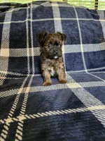 Bean, a male Yorkipoo and Poodle - Toy  for sale in Pilot Mountain, NC – 6 of 6