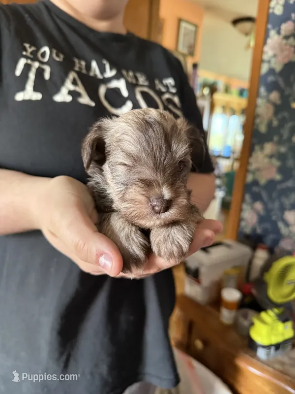 Lil Pete – Miniature Schnauzer puppy for sale in Bellingham, WA