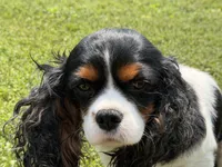 Milo, a male Cavalier King Charles Spaniel for sale in Britton, SD – 1 of 4