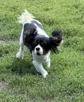 Milo, a male Cavalier King Charles Spaniel for sale in Britton, SD – 2 of 4