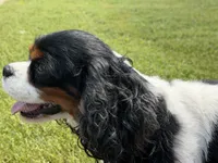 Milo, a male Cavalier King Charles Spaniel for sale in Britton, SD – 4 of 4