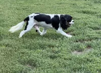 Milo, a male Cavalier King Charles Spaniel for sale in Britton, SD – 3 of 4