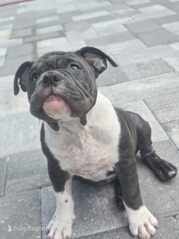 Moon  – American Bully puppy for sale in North Port, FL