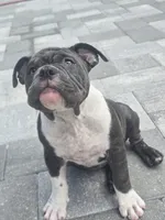 Moon , a female American Bully for sale in North Port, FL – 6 of 8