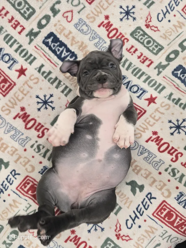 Moon  – American Bully puppy for sale in North Port, FL