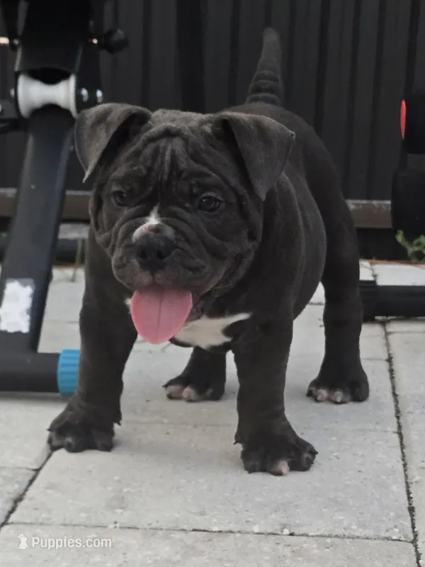 Bluey  – American Bully puppy for sale in North Port, FL