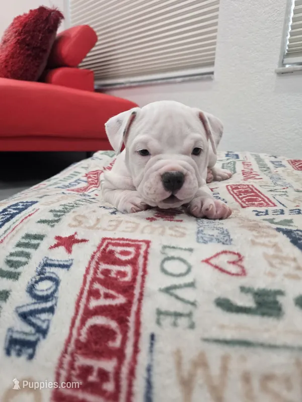Mickey  – American Bully puppy for sale in North Port, FL