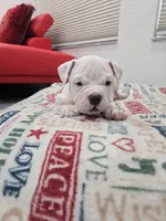 Mickey , a male American Bully for sale in North Port, FL – 1 of 5
