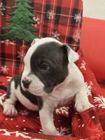 Max, a male American Bully for sale in North Port, FL – 4 of 6