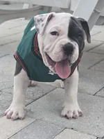 Max, a male American Bully for sale in North Port, FL – 2 of 8