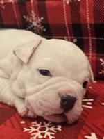 Mickey , a male American Bully for sale in North Port, FL – 4 of 6