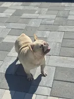 Theodore , a male French Bulldog for sale in North Port, FL – 5 of 5