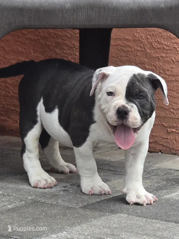 Max – American Bully puppy for sale in North Port, FL
