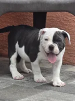 Max, a male American Bully for sale in North Port, FL – 3 of 8