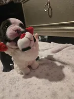 Panda, a male American Bully for sale in North Port, FL – 3 of 6